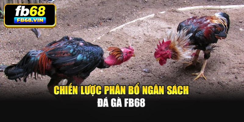 Chiến lược phân bổ ngân sách đá gà Fb68