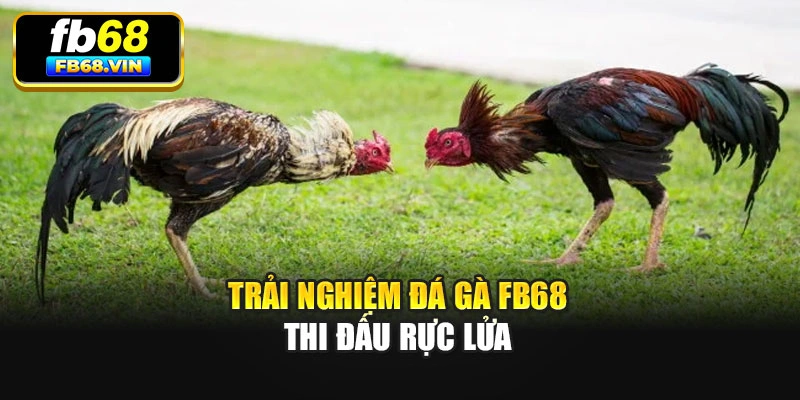 Trải nghiệm Đá gà Fb68 thi đấu rực lửa